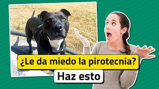 ¿A tu perro le dan miedo los fuegos artificiales Protégelo con estos consejos [upl. by Aehta361]