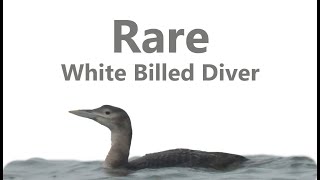 Finally seeing the Rare White Billed Diver [upl. by Erdnaxela]