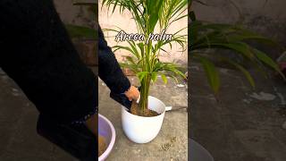 Areca palm care  Tips to avoid leaf burn in Areca Palm gardening [upl. by Akemor]