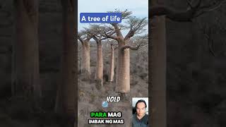 myth of baobab tree shortvideo baobabtree baobabtree contentcreator viralvideo viralcontent [upl. by Pillihp]