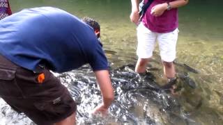 Tagal Sungai Moroli Kampung Luanti  Fish Massage  Ranau [upl. by Doreg727]