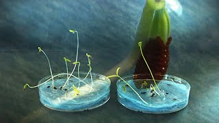 Lacy Phacelia seed germination timelapse [upl. by Darcey761]