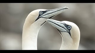 Gannet life in Newfoundland Canada [upl. by Ahsened719]