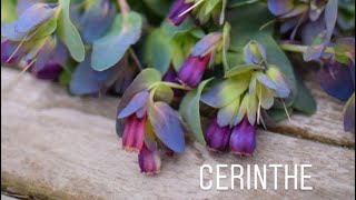 Cerinthe Greenhouse update and potting on [upl. by Moises]