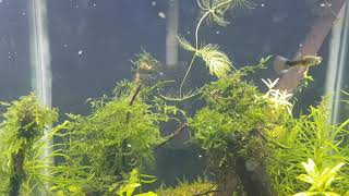 How to remove seed shrimp from your aquarium [upl. by Matthaus]