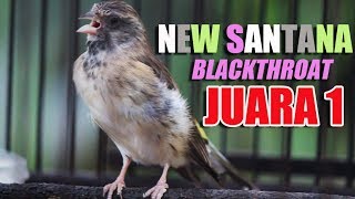 tV Burung  Video Burung Blackthroat Juara 1 NEW SANTANA Milik VK Habis Gantang [upl. by Anabel964]