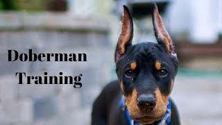 Dog training in Nepal doberman puppy learning to heel [upl. by Inaja222]