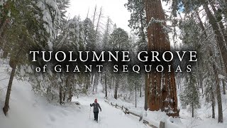 Tuolumne Grove of Giant Sequoias  Winter Hike Yosemite National Park [upl. by Portia]