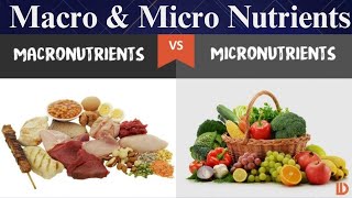 What are micronutrients and macronutrients diet and Nutrition [upl. by Attenna]