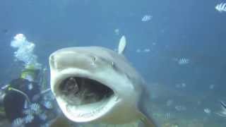 Punched a 10ft BULL SHARK in the face [upl. by Trebla]