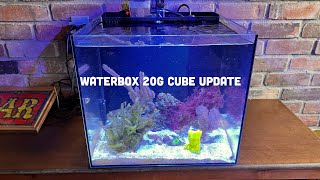 Waterbox Cube 20 and Seahorse update [upl. by Leif410]