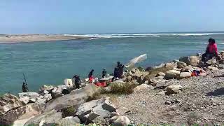 White bait run on the Hokitika river 12 11 2017 [upl. by Ros675]