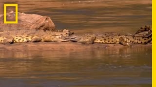 ManEating Croc  National Geographic [upl. by Fauch]