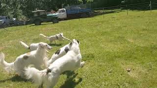 A Bunch Of Silkens Run Around With 1 Borzoi [upl. by Irvine]