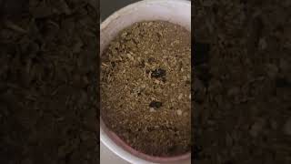 moringa tree seeds short video [upl. by Weeks328]