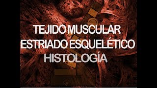 Músculo estriado esquelético  Histología [upl. by Anohs]