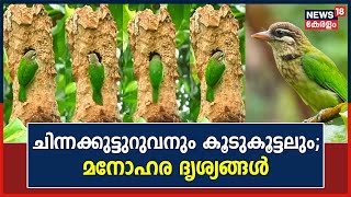 White Cheeked Barbet എന്ന ചിന്നക്കുട്ടുറുവനും കൂടുകൂട്ടലും മനോഹര ദൃശ്യങ്ങൾ കാണാംSmall Green Barbet [upl. by Tnaryb]