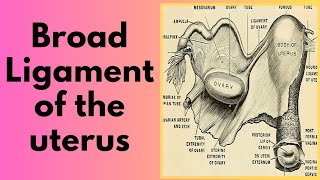 Broad ligament of the uterus  Mesometrium Mesovarium and Mesosalpinx [upl. by Yarazed]