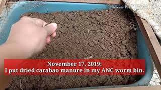 DRIED CARABAO MANURE IN MY WORM BIN  VERMICAST AS ORGANIC FERTILIZER [upl. by Ayanej]