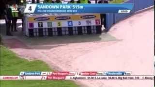 Amazing Greyhound Race at Sandown Park [upl. by Gerhard]