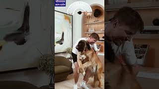 1 vs 50000 Experience MrBeast dog challenge dog lover funny youtube short video [upl. by Sirtaeb]