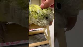 What You Need to Know About Bird Pin Feathers  From A Vet [upl. by Draillih]