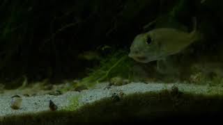 Callochromis macrops Red Ndole Mouth Breeding [upl. by Lib]