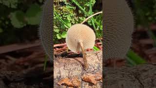 found some cute jellies and Lentinus mushrooms 🍄 mycology vanlife mushrooms [upl. by Adlesirg]