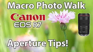 Canon R7 Marco Photo Walk with Aperture Tips RF 100mm Macro Lens [upl. by Giardap]