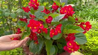 How to plant and care for potted Camellia flowers [upl. by Hplodnar93]