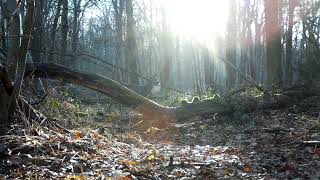 Trailcamera short 13 Roedeerbuck fox and wildboar in the forrest [upl. by Jereme53]