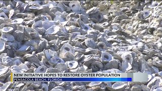 New partnership helps recycle over 25 tons of oyster shells from Pensacola Beach restaurants [upl. by Goldberg466]