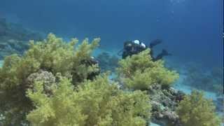 SUBEX THE ART OF DIVING Dahab Sharm el Sheikh [upl. by Leummas]