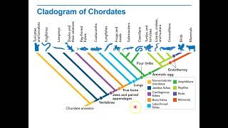 Biology Lecture 9 2E Cladogram of Chordates [upl. by Kristy]