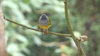 Greyheaded CanaryFlycatcher [upl. by Axe]