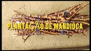 Plantação de mandioca com Gilmar do Fórum [upl. by Naillig]