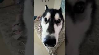 How I annoy my dog all day chipichipichapachapa husky [upl. by Wilbur]