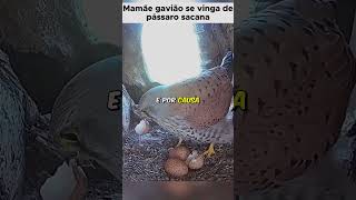 Vingança de mãe  Tccontos shorts animais animaisfofos animaisselvagem pets curiosidades [upl. by Gerson]