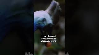 Why Cassowaries are the Most Dangerous Bird on the Planet shorts animalplanet [upl. by Crudden]