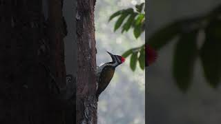 Blackrumped Flameback  Birds of Coorg birds nature birdwatching birdslover coorg [upl. by Waterer]