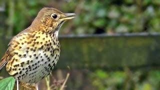 Song Thrush Bird Singing  Grive Musicienne Chant  Beautiful Birds Song and Sounds [upl. by Anissej660]