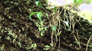 Greenfly Orchids Epidendrum magnoliae in situ [upl. by Aicire]