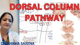 Dorsal column pathway medial lemniscus pathway Gall and Burdach pathway [upl. by Gebler]