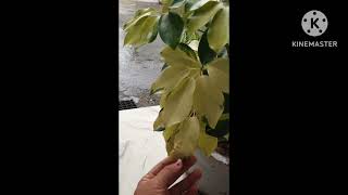 Schefflera or Umbrella पोधे को तेज़ी से कैसे बढाए 🪴 how to care schefflera plant [upl. by Meingoldas543]