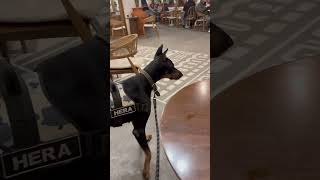 Doberman’ı dışlıyorlar 😱🥲 dog doberman [upl. by Neetsuj]