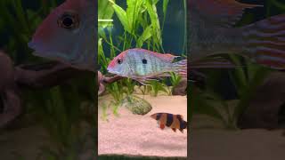 Geophagus tapajos getting big [upl. by Llehsyt]