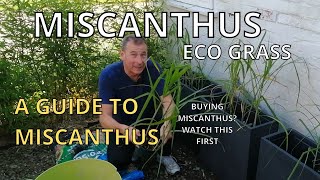 A Guide to Miscanthus Giganteus ECO GRASS Planting Miscanthus in Containers Creating a Garden Screen [upl. by Mendez]