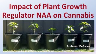 Impact of Plant Growth Regulator NAA on Cannabis [upl. by Florio881]