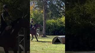 raw as requested 🫶 horse eventing equestrianjumping equestrian fail raw horselove [upl. by Ynahpit543]