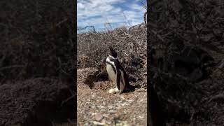 Magellanic Penguin incubating shorts [upl. by Hedvah514]